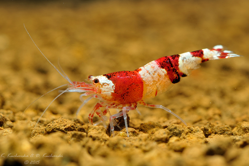 Colorful shrimp