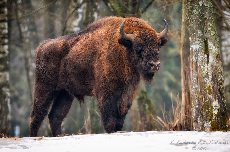 Bison in the snow