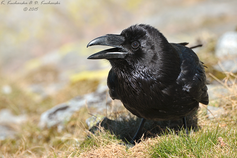 Corvus corax