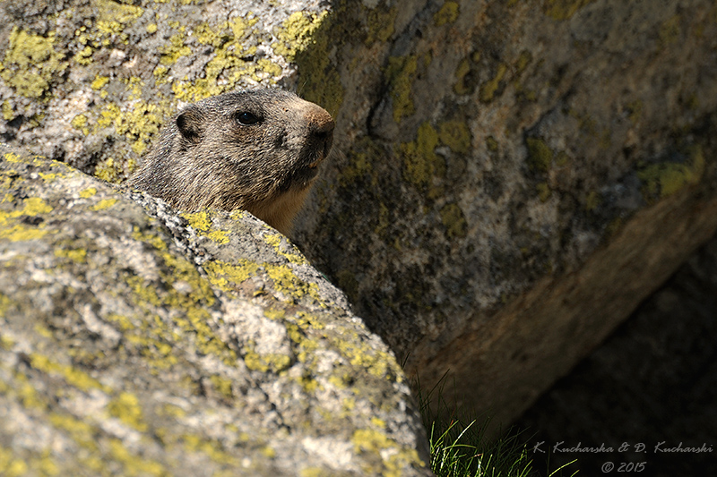 Marmot