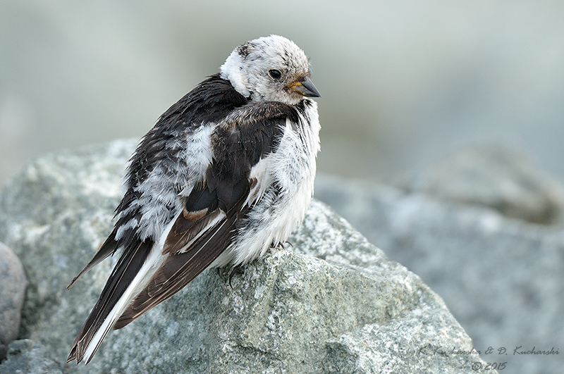 Plectrophenax nivalis