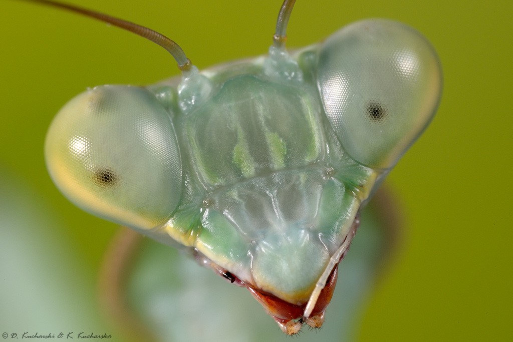 Rhombodera megaera