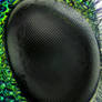 Compound eye
