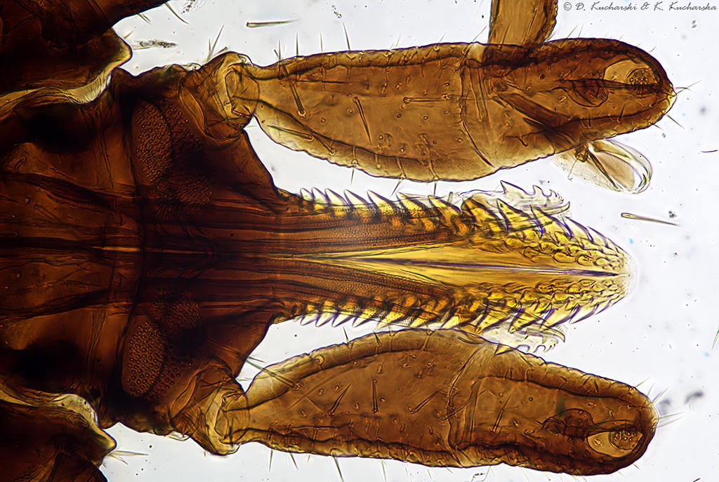 Ixodes Ricinus Dissection Ixodes ricinus by Dark-Raptor on DeviantArt