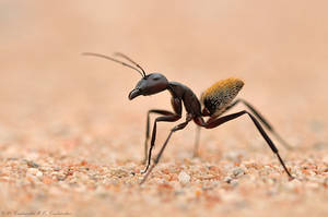 Desert ant