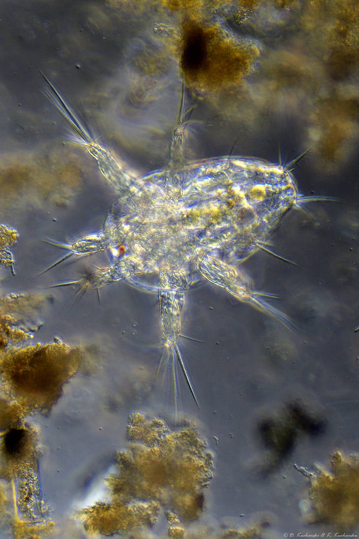 Cyclops sp. by DarkRaptor on DeviantArt