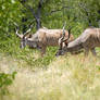 The greater kudu