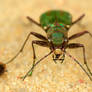 Cicindela campestris