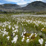 Cottongrass landscape