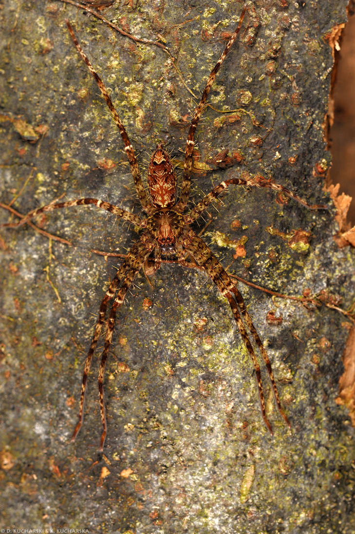 Distinct Huntsman Huntsman by Dark-Raptor on DeviantArt