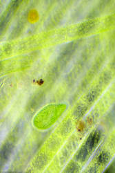 Paramecium bursaria