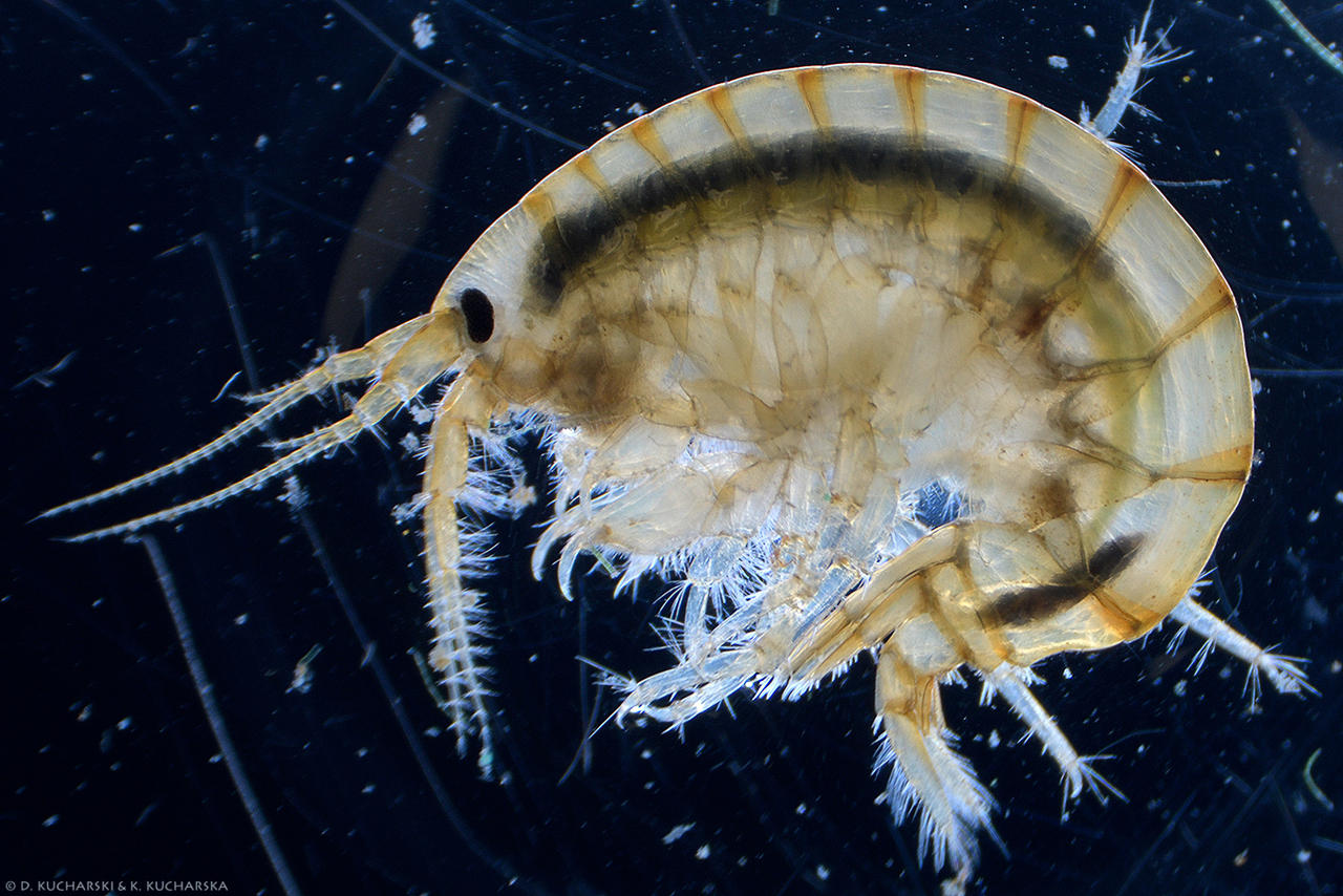 Gammarus pulex by Dark-Raptor on DeviantArt