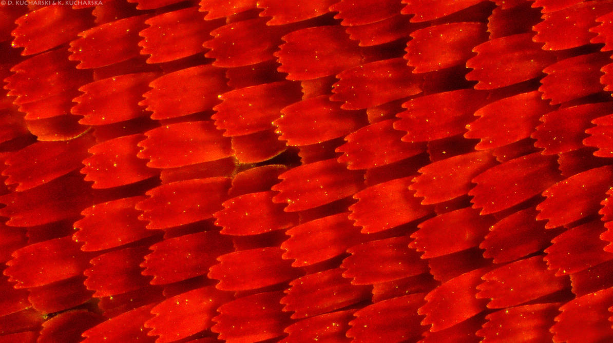 Red Raptor Scales Pattern Red scales by Dark-Raptor on DeviantArt