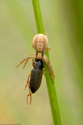 Spiracme striatipes vs Harpalus griseus