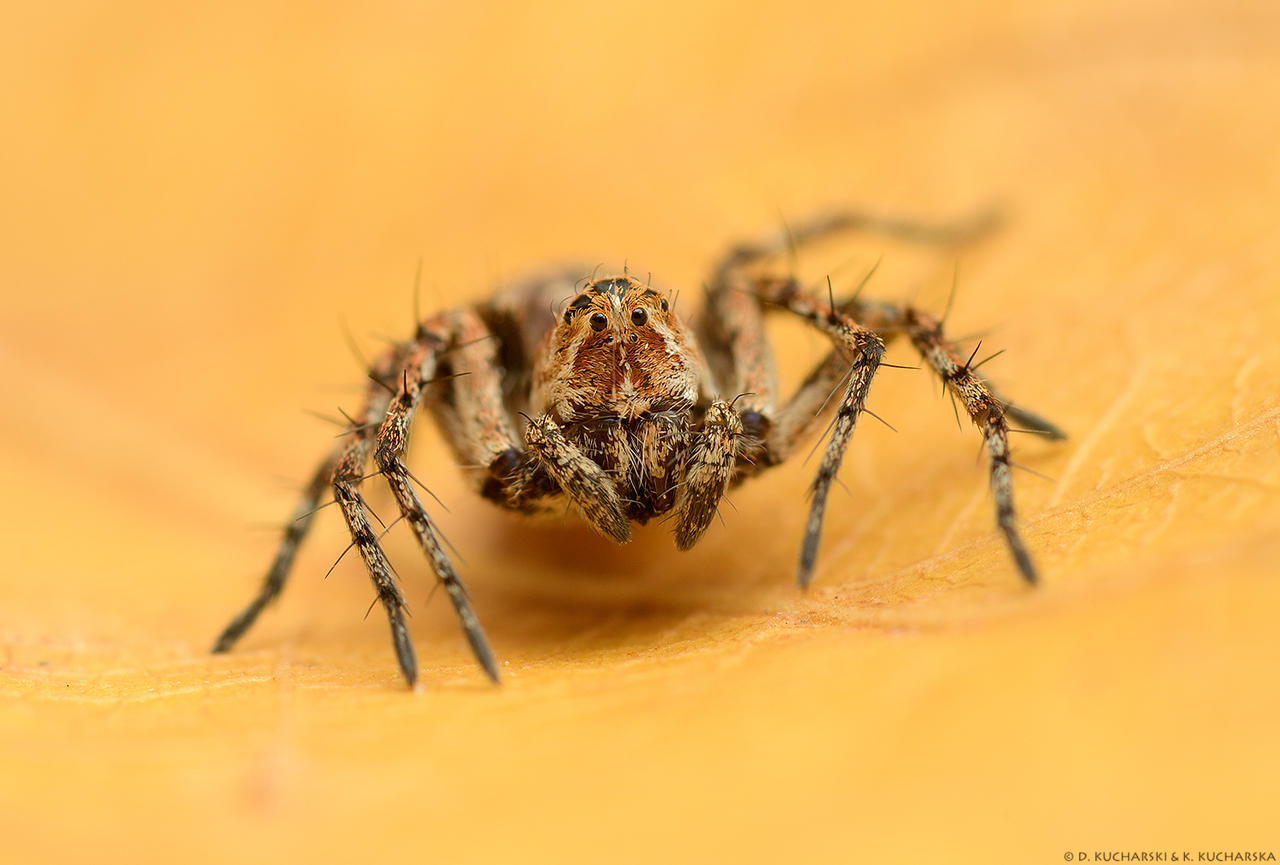 Oxyopes ramosus by DarkRaptor on DeviantArt