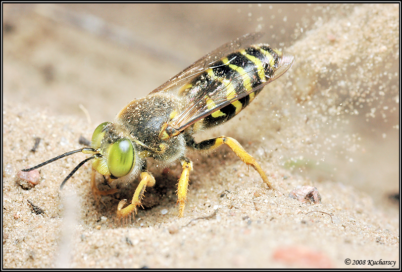 Bembix rostrata