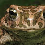 Bufo viridis