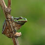 Hyla arborea VI