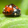 Coccinella septempunctata II