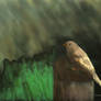 Little Bird