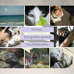 Sorteo fotografia animal