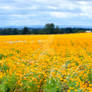 Field of Poppies Silverton Oregon