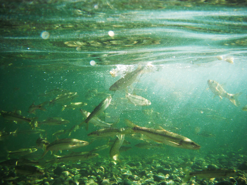 Illinois River Fish Oregon