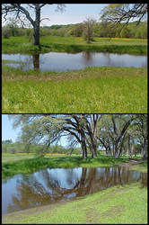 Puddle and Poppies