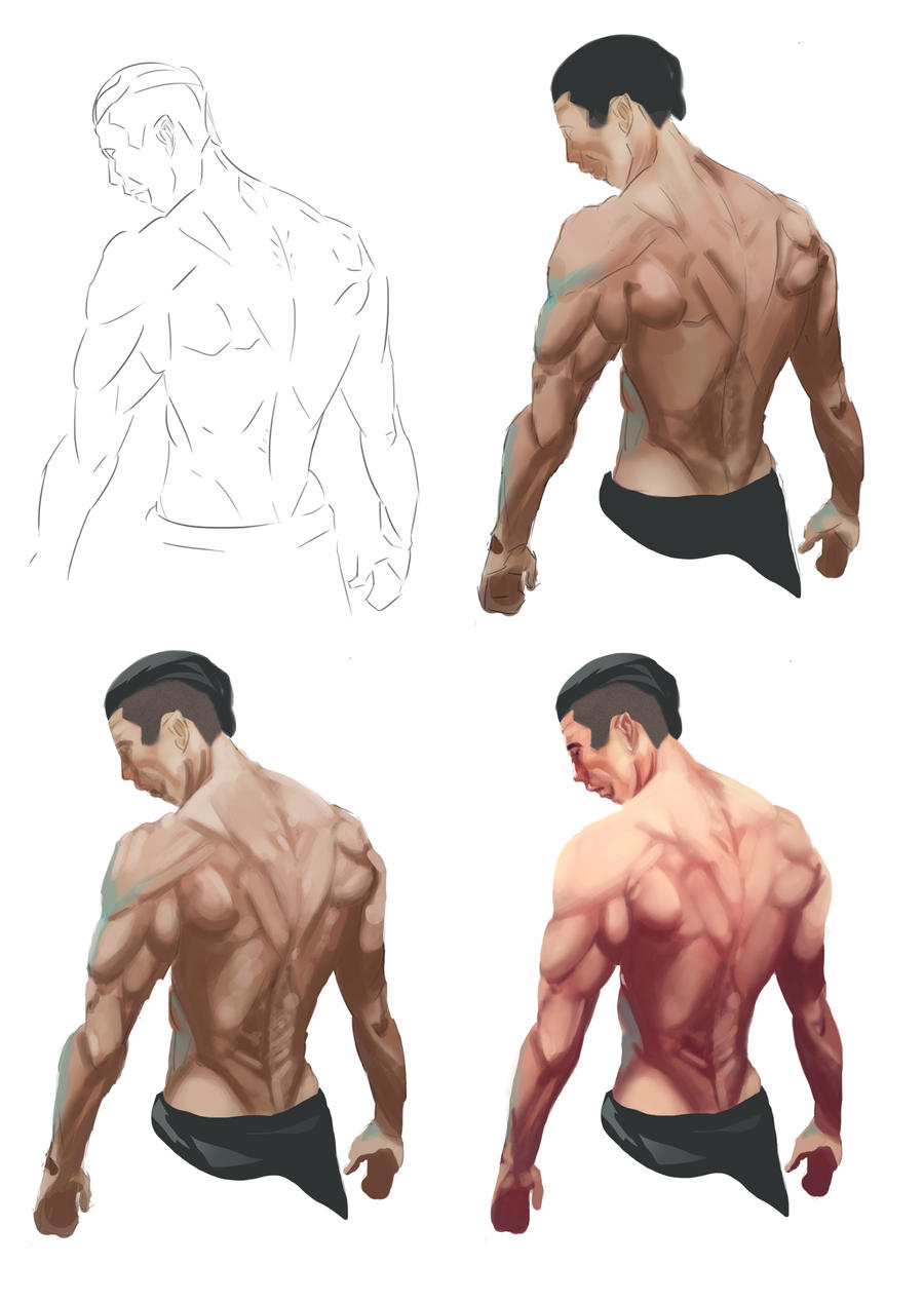 Back Muscles - Study by ofou on DeviantArt