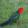 King parrot