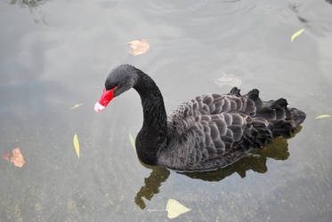 Black Swan