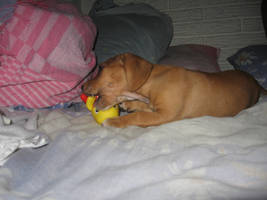 Dog + Rubber Duck Stock 1