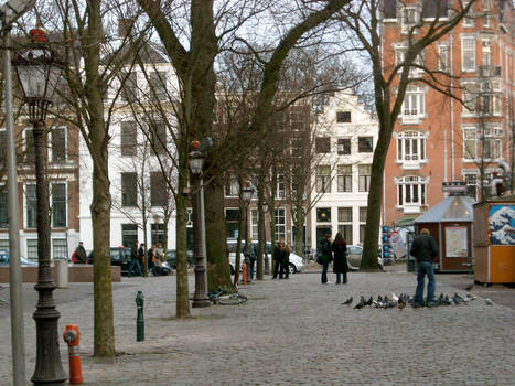 Pigeons in Amsterdam