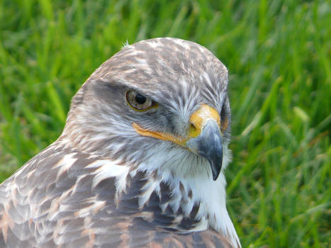 Bird of prey at wisentgehege