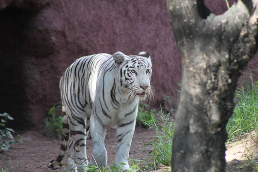 White Tiger-001