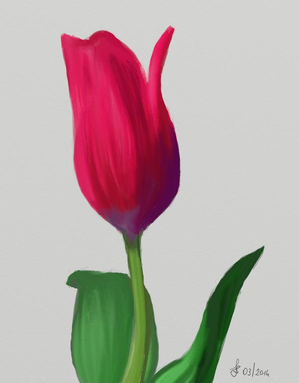 Tulip