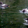 Swimming Black Guillemots