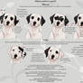 Dalmatian standard- Patches