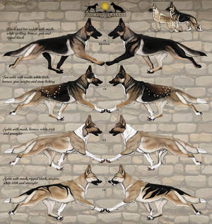 Rifle Litter- Angus x Sika Closed