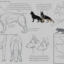 Illustrated Standard- Rifle Dog