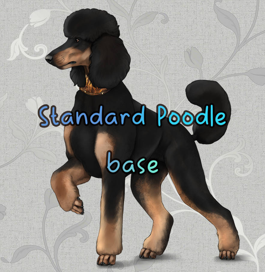 Standard Poodle base by Runestorm7 on DeviantArt