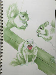 Sketch - Squirrels