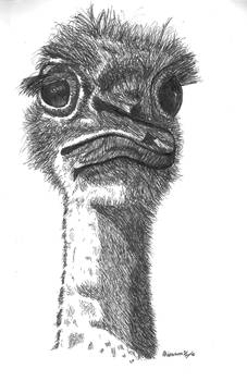 Ostrich Head