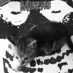 Misfits Cat