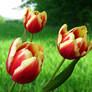 Three tulips