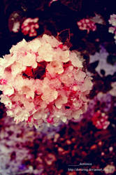 snowed flower series_4