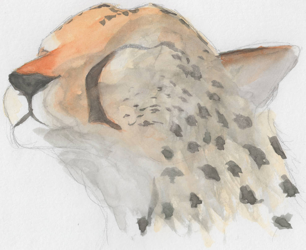 Happy Cheetah by mattyhex