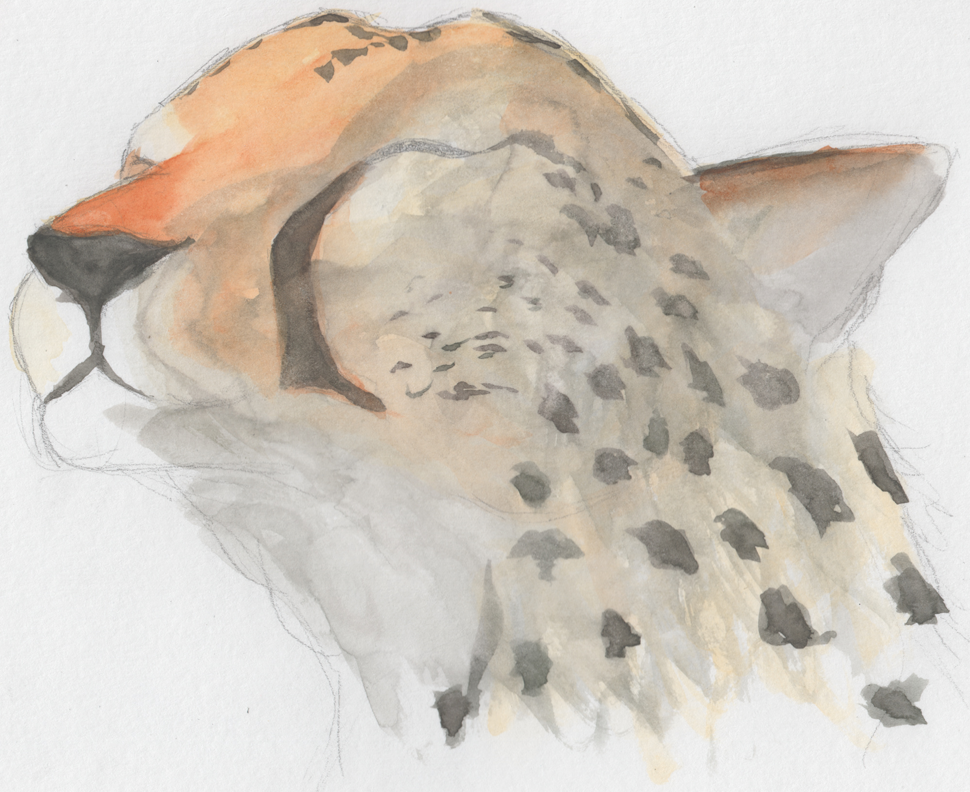 Happy Cheetah by mattyhex
