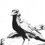 Raven Ink