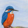 Kingfisher